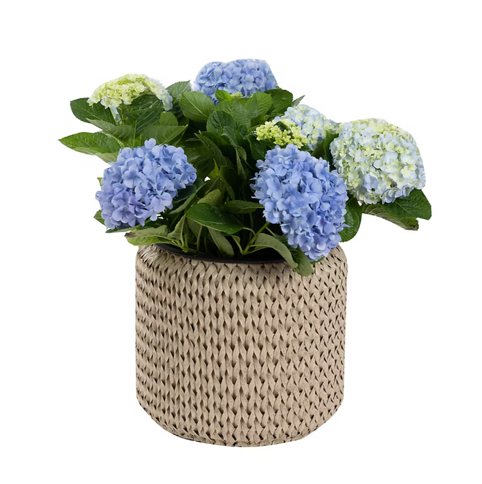 Bj Round Wicker Planter, 14.5 IN
