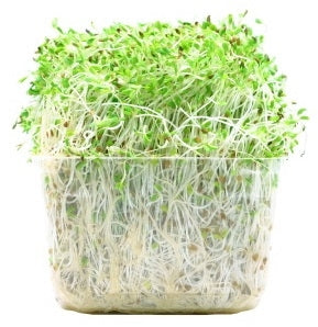 Alfalfa Sprouts, 1 cup