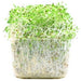 Alfalfa Sprouts, 1 cup