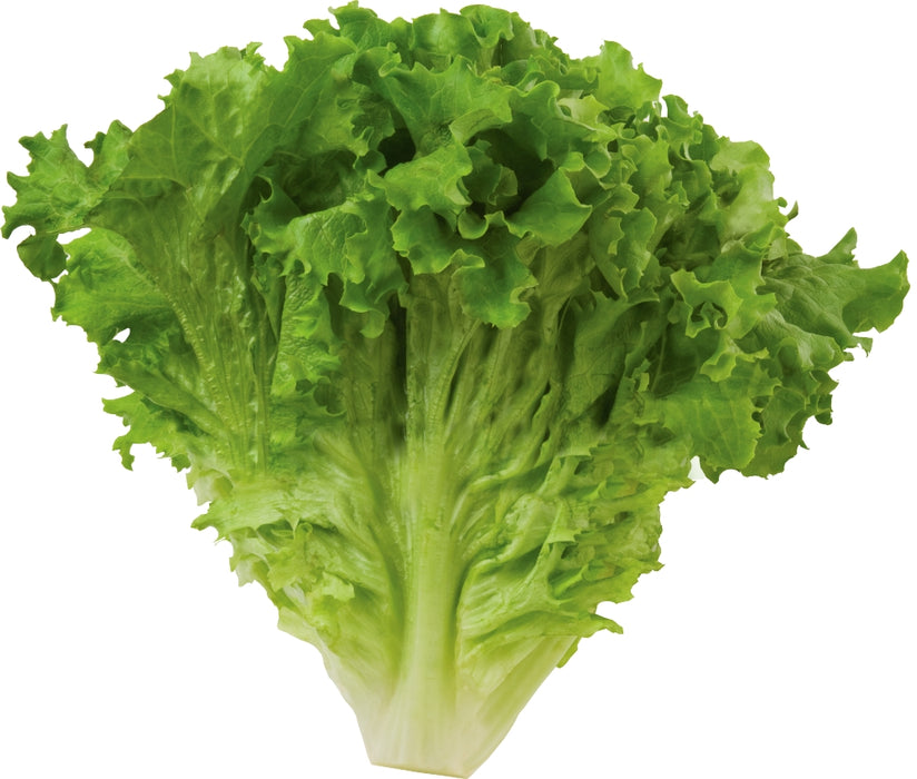 Green Leaf Lettuce, 1 pc