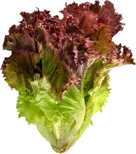 Red Leaf Lettuce, 1 pc