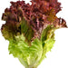 Red Leaf Lettuce, 1 pc