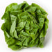 Boston Lettuce, 1 pc