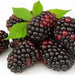 Mora de Castilla Blackberries, 250 gr