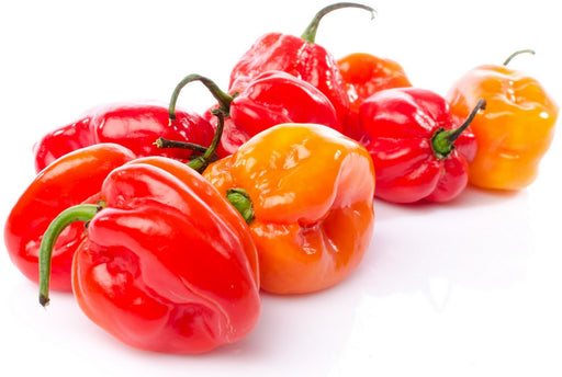 Habanero Peppers (Promente Pika), 500 gr