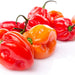 Habanero Peppers (Promente Pika), 500 gr