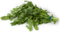 Cilantro Herb, 50 gr